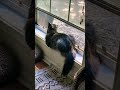 Window Shopping #cat #catvideos #animals