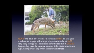 Coyotes As Neighbors: What to Know and Do, by CoyoteCoexistence.Com