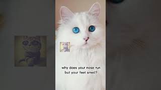 #meme #2023 89: How!!! #reels #viralvideo #cat