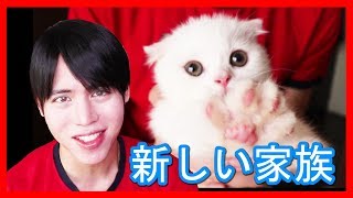 【ご報告】新しい家族！真っ白なスコティッシュフォールド