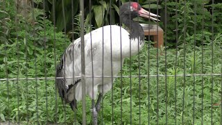 オグロヅル の様子です。It looks like a black-necked crane.　2022年8月5日 上野動物園