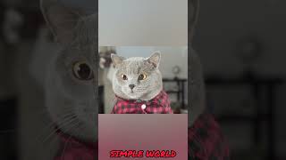 நைட் தூங்க முடியாது | Cat vs Water? | SIMPLE WORLD