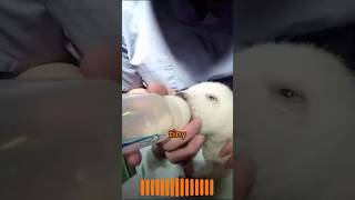 Heartwarming Polar Bear Rescue