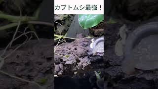 カブトムシ最強！