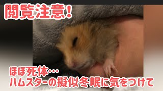 閲覧注意、ハムごろう3回目の擬似冬眠。飼育下の擬似冬眠はそのまま死んでしまう。時間との戦い。起きて！