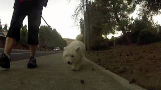 Our Westie, Harley...Filmed with the Go Pro2 Hero, Doggie Cam