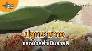 ปลูกมะละกอแขกนวลดำเนิน สร้างรายได้ดี | ทุกทิศทั่วไทย | 2 เม.ย. 67