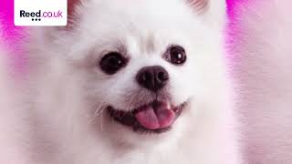 Love Mondays again - Pomeranians