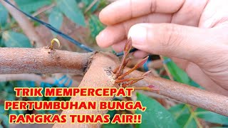 PANGKAS TUNAS AIR AGAR TANAMAN JAMBU AIR CEPAT TUMBUH BUNGA