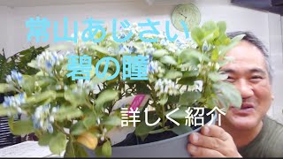 初めてのガーデニング❗お庭や鉢植えでも楽しめる？常山あじさい🔵碧の瞳を詳しく紹介しました！寒冷地でのあじさいの育て方や管理方法など