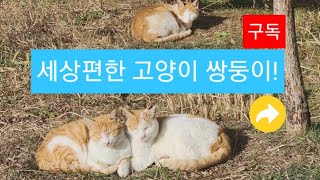 세상편한 고양이의 망중한?(겨울 낮, 2023/12/19, 울진)