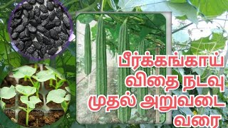 பீர்க்கங்காய் விதை நடவு முதல் அறுவடை வரை முழுமையான விவசாயம் 🌱🌱🥒 @வேளாண்மை விவசாயி