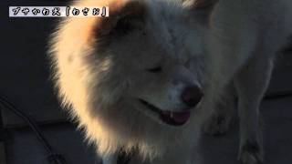 2011/5月　ブサかわいい犬『わさお』海と飼い主