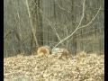 How to cut firewood on the side of a hill