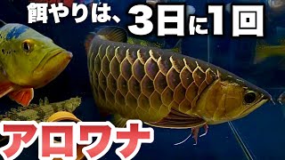 アジアアロワナ(過背金龍)冷凍キビナゴ、３日に一度のエサやりに。|アロワナ|F2|FOREVER|AROWANA|キクラ|ダトニオプラスワン|プラチナエンドリケリー|ゲオファーガス|ポリプテルス|