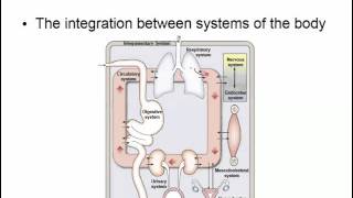 Physiology Intro   Chapter 1