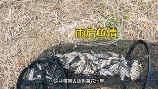 雨后白条不怎么闹钩，鱼钩到底，有口几乎就是鲫鱼