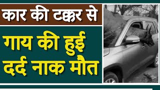 नीलगाय से हुई कार की भीषण टक्कर. शीशा तोड़कर कार में घुसी नील गाय , #ACCIDENT