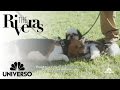 Benji goes to dog school | The Riveras | Universo