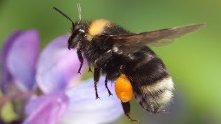 Why Bumblebees Deserve More Respect