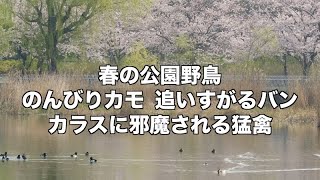 春のんびり野鳥でも猛禽はカラスに 桜の舎人公園