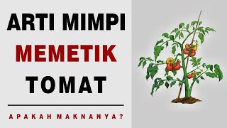 Arti Mimpi Memetik Tomat