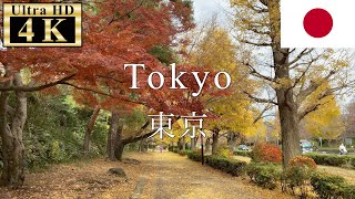 🇯🇵🍁Tokyo Walk 4K 60fps - Autumn Foliage in Kunitachi academic city -