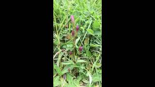 Early gentian Gentianella amarella subsp. anglica identification