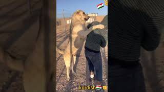 سەگی پشدەر pshdar dog