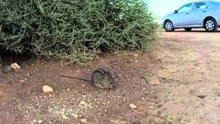 Four Striped Field Mouse - South Africa