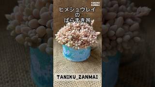 【1分多肉事】可愛くて強い！ヒメシュウレイのばらまき丼作り