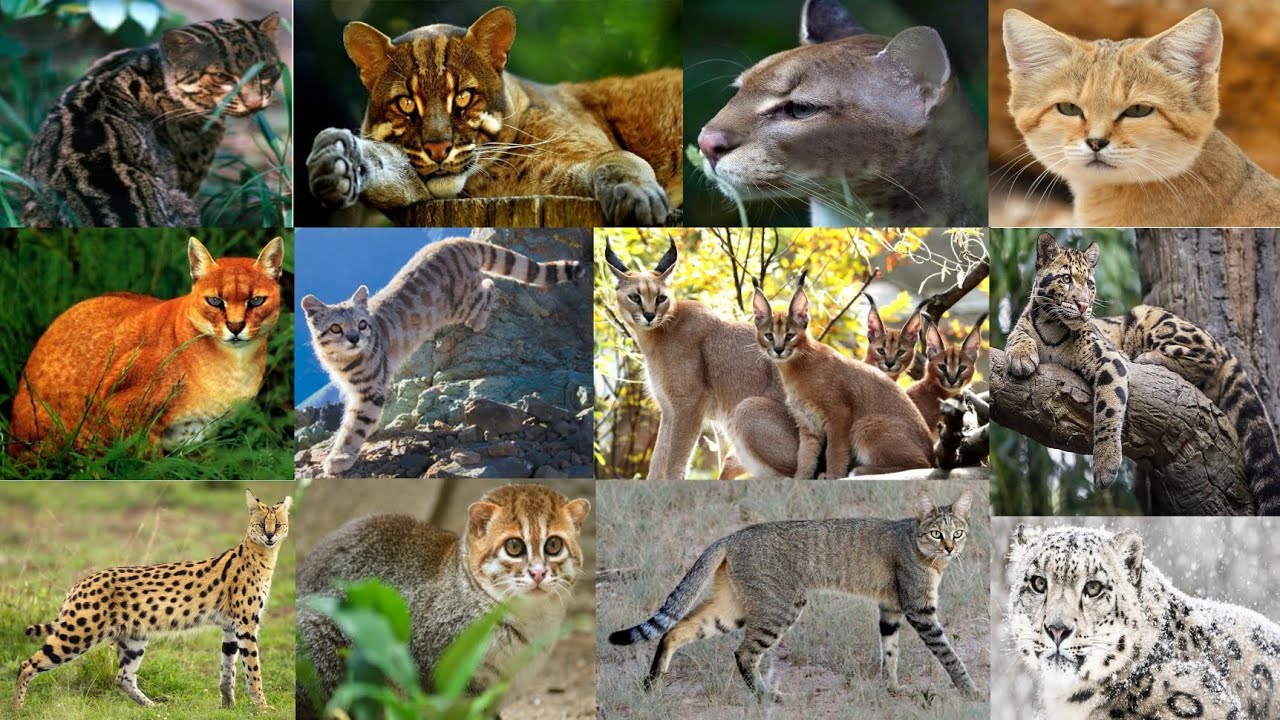 Different Types Of Wild Cat Species In The World - YouTube