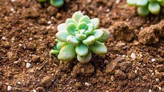 Succulent simple soil, 0 cost, newbie how to grow succulent,  succulent plants universal soil