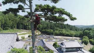 海雲山高蔵寺　樅の木　伐採作業　静止画集