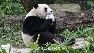 20200125 新春正始好福氣 圓仔玉碗口中嬉 Giant Panda Yuan Zai