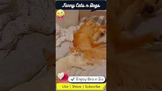best funny cats and dogs videos 2024 - funniest cats and dogs videos