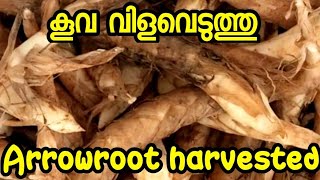 കൂവ കൃഷി വിളവെടുത്തപ്പോൾ | Our arrowroot cultivation was harvested | കൂവ കൃഷി | Arrowroot krishi