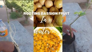 How to easily get 100 % roots propagation of passion fruit cuttings in water at home #granadilla