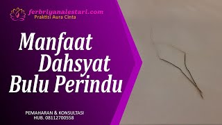 Inilah Manfaat Bulu Perindu Yang Asli - Bulu Perindu Aura