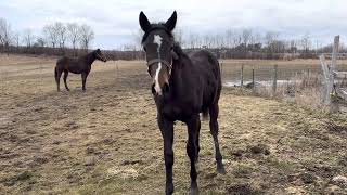 ชีวิตในอเมริกาทำฟาร์มเลี้ยงม้าแข่งชีวิตในอเมริกา funny horses นิวยอร์ก USA