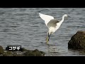 野島公園（横浜）｜散策と野鳥撮影（平潟湾の干潟 現在､干潮時でも潮位が高いです）