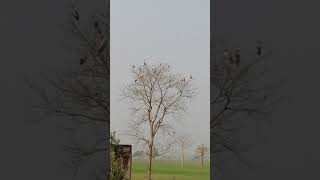 A group of Wild Greater Adjutant seating on a deciduous tree beside a wetland