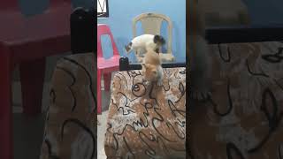 Cute cats playing | funny cats part 5.1