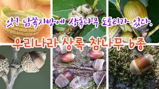 한국의 나무 - 남부 수종 상록 참나무 6종을 구별하는 핵심 key 해설