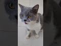 Don't hurt the cat Đừng làm tổn thương mèo#catlover #catvideos #cats #cat#shorts