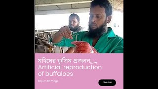 #মহিষের কৃত্রিম প্রজনন# #artificial reproduction of buffaloes# lv020231024124217 #videos #buffaloes