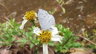 センダングサの花の蜜を吸うヤクシマルリシジミ（メス）