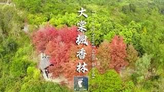 漫山楓香 紅葉盛會 － 大棠楓香林 (Tai Tong Sweet Gum Woods)