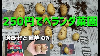 【袋栽培】超簡単！ベランダでじゃがいも栽培！プランター不要！培養土と水だけ！春植え　じゃがいもの育て方　ジャガイモの植え付け方　芽かきのタイミング　収穫のタイミング