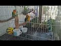 Birds Lover | KUYAMARK VLOG